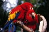 Healthy Pair Of Intelligent Scarlet Macaw Parrots For Sale‏